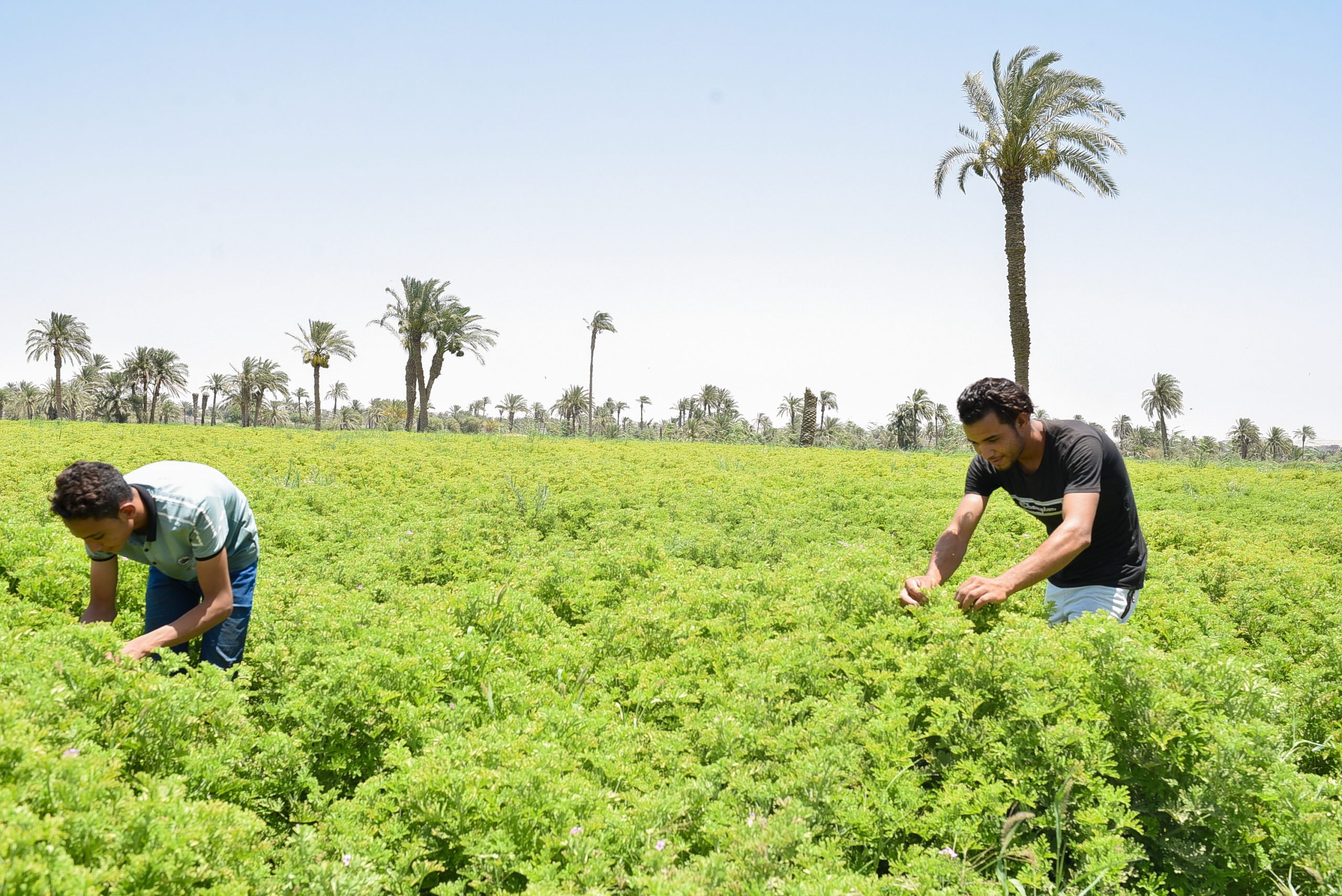 زيت الزيتون (Olea europaea) العضوي والتقليدي