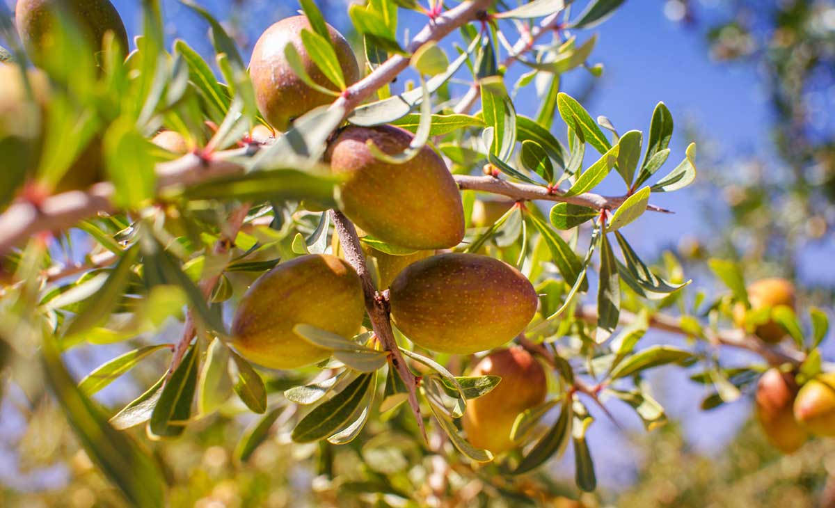زيت الأركان العضوي (Argania spinosa)