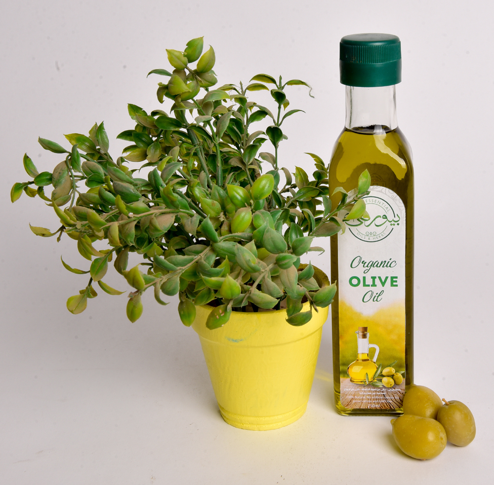 زيت الزيتون (Olea europaea) العضوي والتقليدي