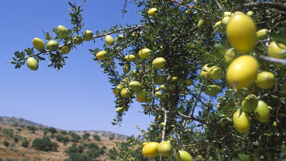 زيت الأركان العضوي (Argania spinosa)