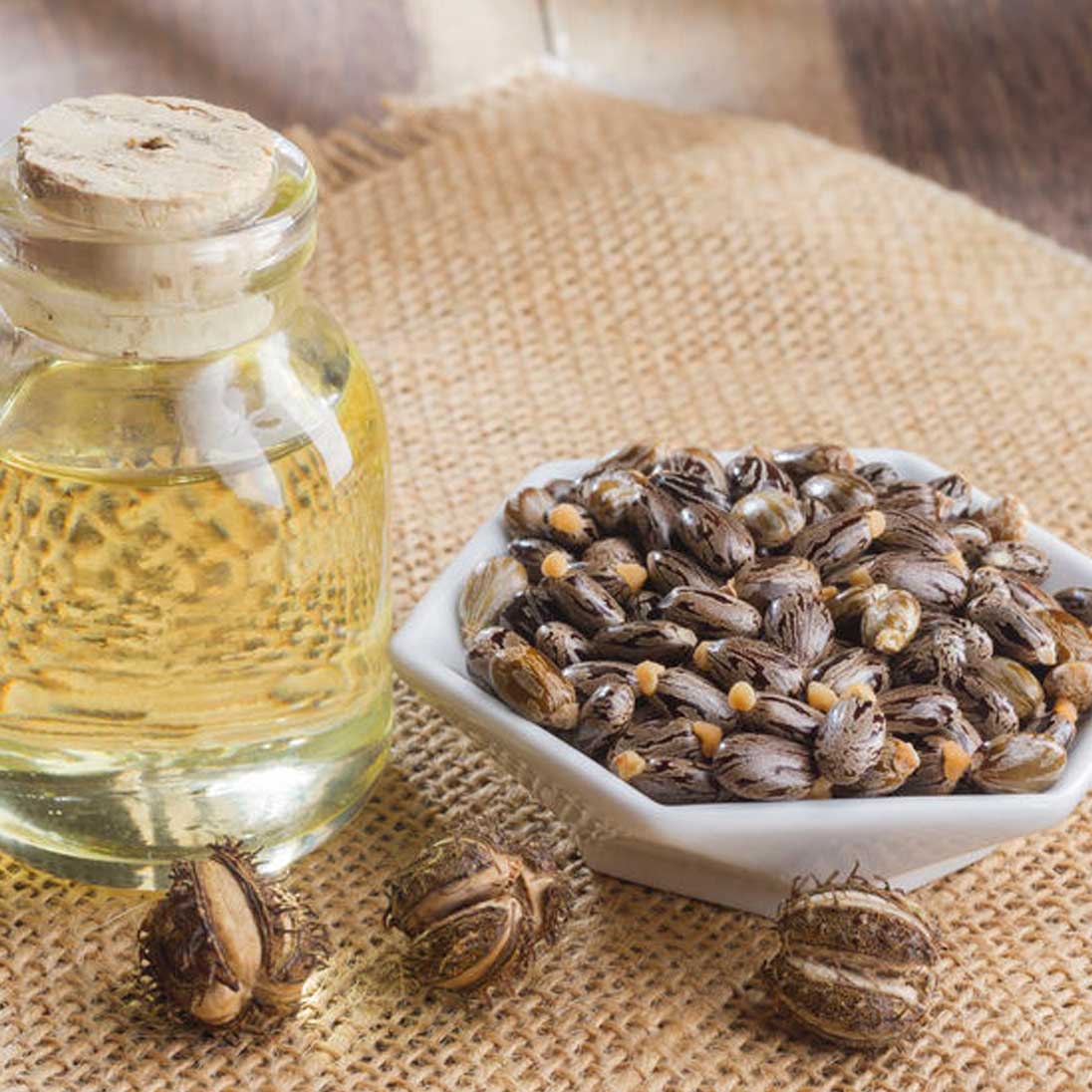 Castor Seed Ricinus Communis Oil Organic & Conventional