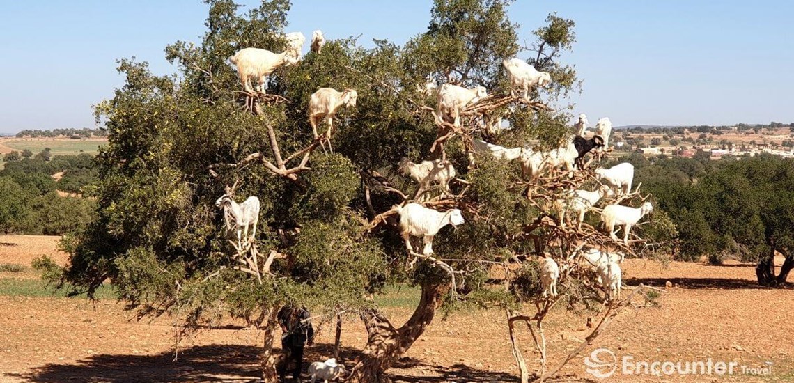زيت الأركان العضوي (Argania spinosa)