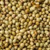 Coriander Coriandrum sativum seeds in Bulk packaging Shipped in 20" FCL Container
